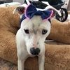 fallon_allison